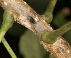 Centrotus