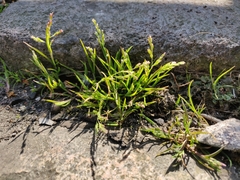 Poa annua