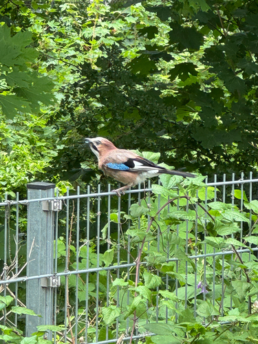Eurasian Jay