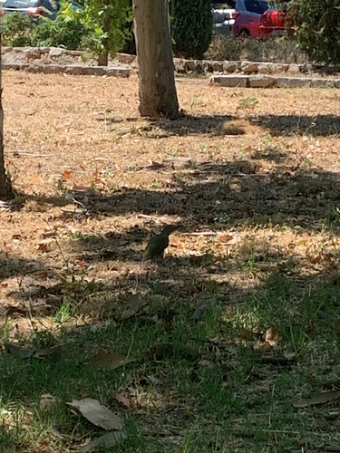 Iberian Green Woodpecker