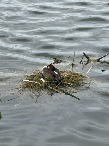 Great Crested Grebe