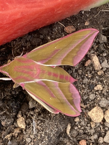 Elephant Hawkmoth