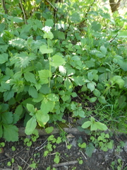 Alliaria petiolata