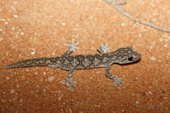 Strophurus strophurus