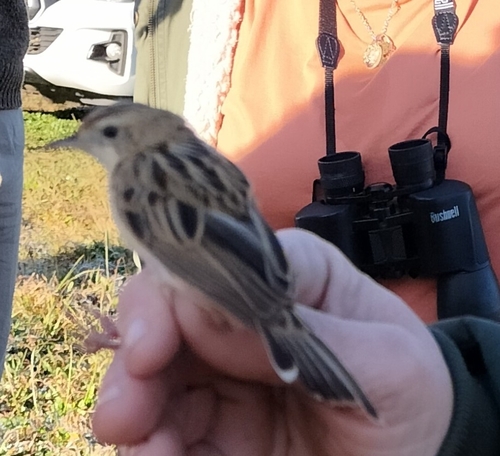 Zitting Cisticola