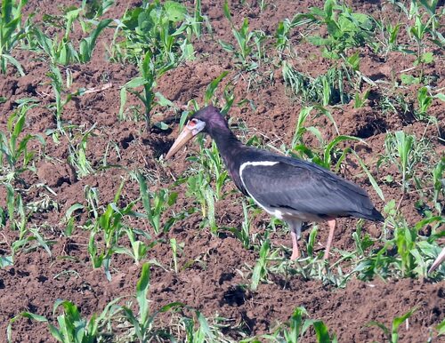 iNaturalist image