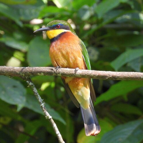 Cinnamon-chested Bee-eater