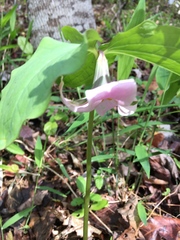 Trillium catesbaei
