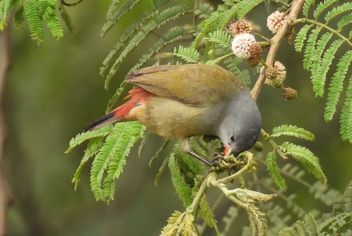 Yellow-bellied Waxbill