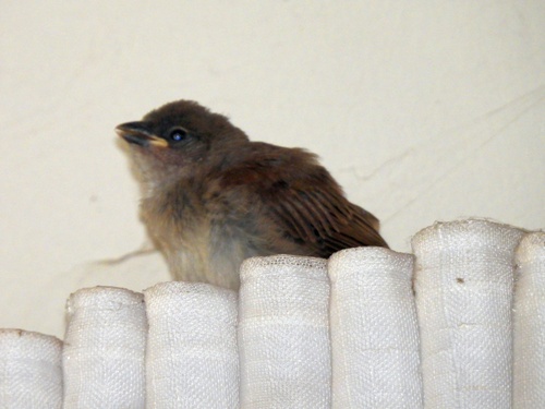 Northern Grey-headed Sparrow