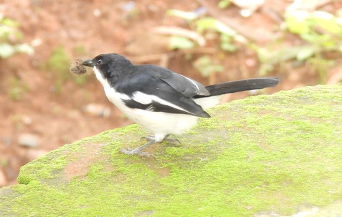 Tropical Boubou