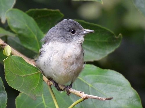 White-eyed Slaty-Flycatcher