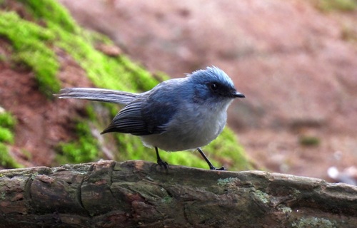 White-tailed Blue Flycatcher