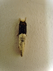 Trichophaga
