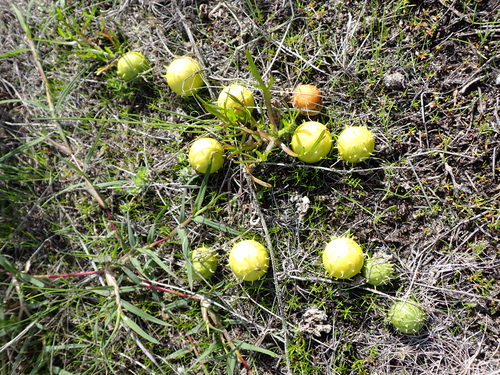 Cucumis myriocarpus