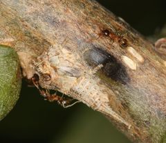 Centrotus