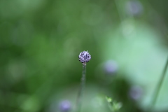 Eriocaulon nepalense