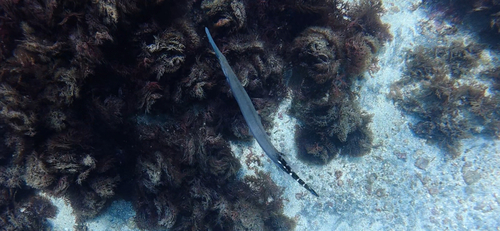 Eastern Atlantic Trumpetfish