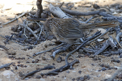 Amytornis textilis
