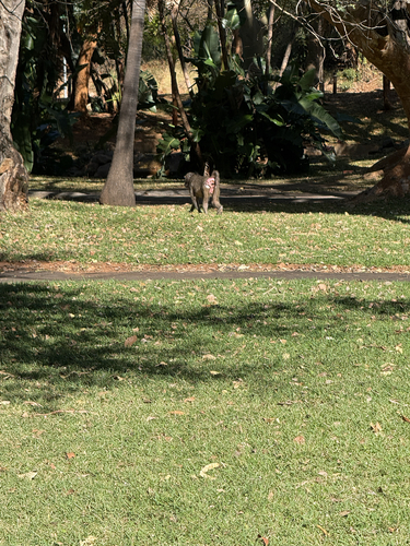Grayfoot Chacma Baboon