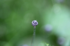 Eriocaulon nepalense