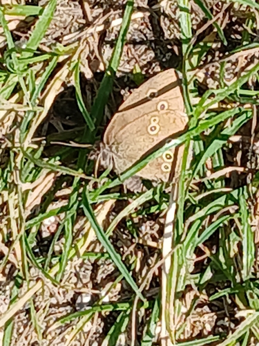 Ringlet