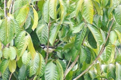 Rhipidura nigritorquis