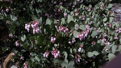 Arctostaphylos viscida pulchella