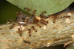 Centrotus