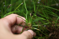 Eriocaulon nepalense