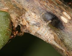 Centrotus