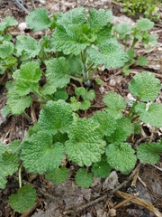 Marrubieae