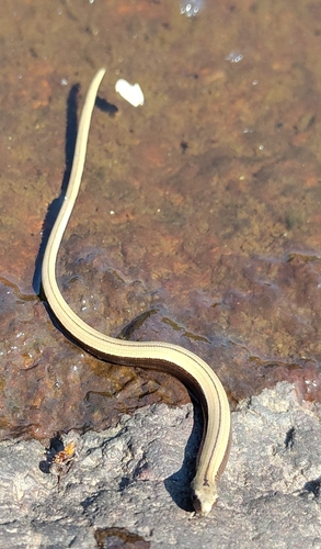 Common Slowworm