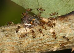 Centrotus