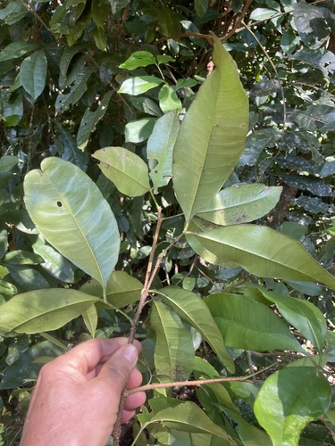 Zanthoxylum ovalifolium observed 2026-07-04