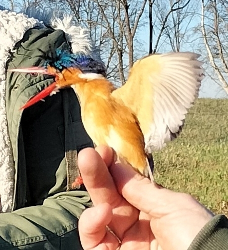 Malachite Kingfisher
