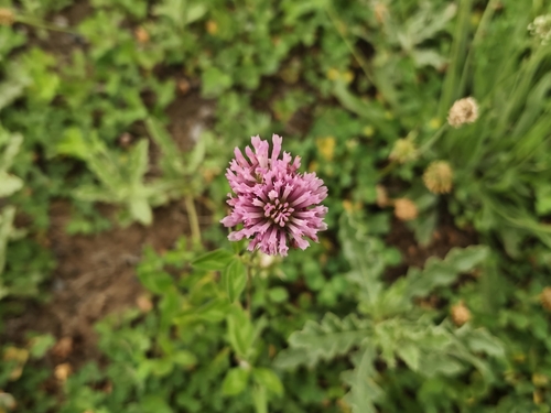 Red Clover