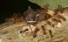 Centrotus