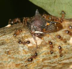 Centrotus