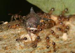 Centrotus