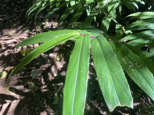 Alpinia modesta observed 2026-07-04