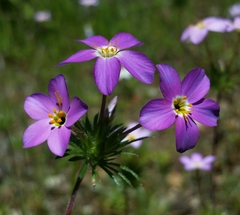 Leptosiphon androsaceus
