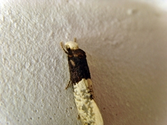 Trichophaga