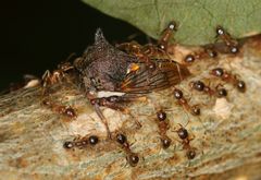 Centrotus
