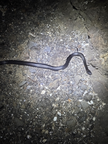 Eastern Small-eyed Snake