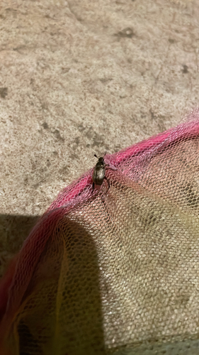 Oriental Beetle