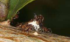 Centrotus
