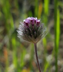 Trifolium albopurpureum