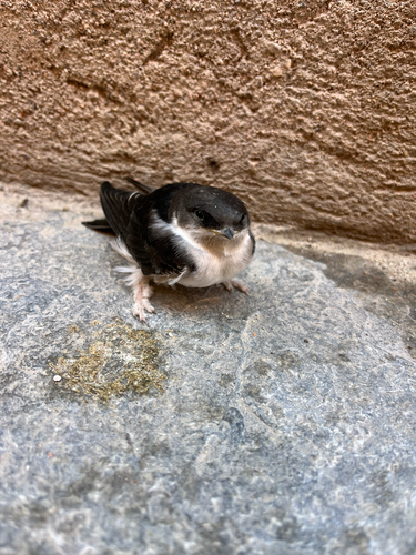 Western House Martin