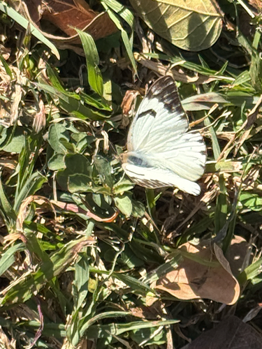Eastern Pointed Caper White